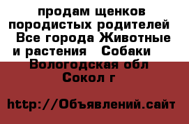 продам щенков породистых родителей - Все города Животные и растения » Собаки   . Вологодская обл.,Сокол г.